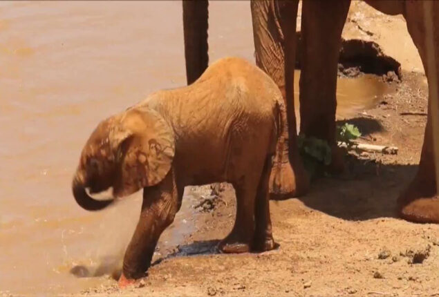 Watch: Baby Elephant tries to drinking water with its trunk goes viral