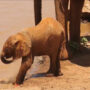 Watch: Baby Elephant tries to drinking water with its trunk goes viral