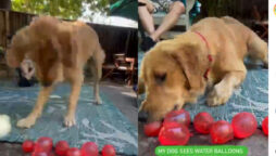 Golden Retriever dog discovers water balloons; Watch video