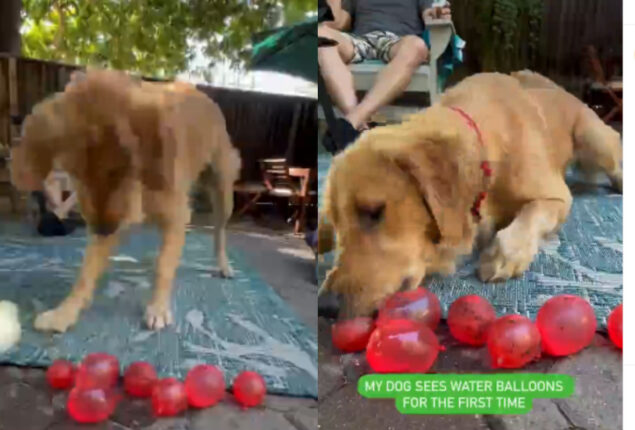 Golden Retriever dog discovers water balloons; Watch video