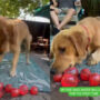 Golden Retriever dog discovers water balloons; Watch video