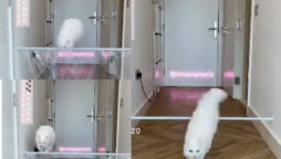 Cat jumps