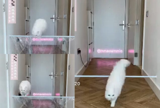 Cat jumps high, pet parent saves her; Watch