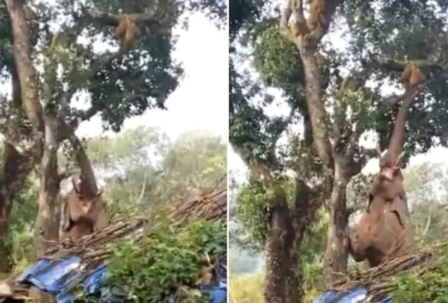 Elephant eats jackfruits in viral video