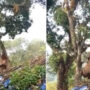 Elephant eats jackfruits in viral video