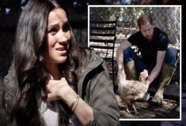 Meghan Markle and Prince Harry told to rescue Montecito chickens