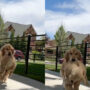 viral video shows Golden Retriever playing with his toy while walking; watch