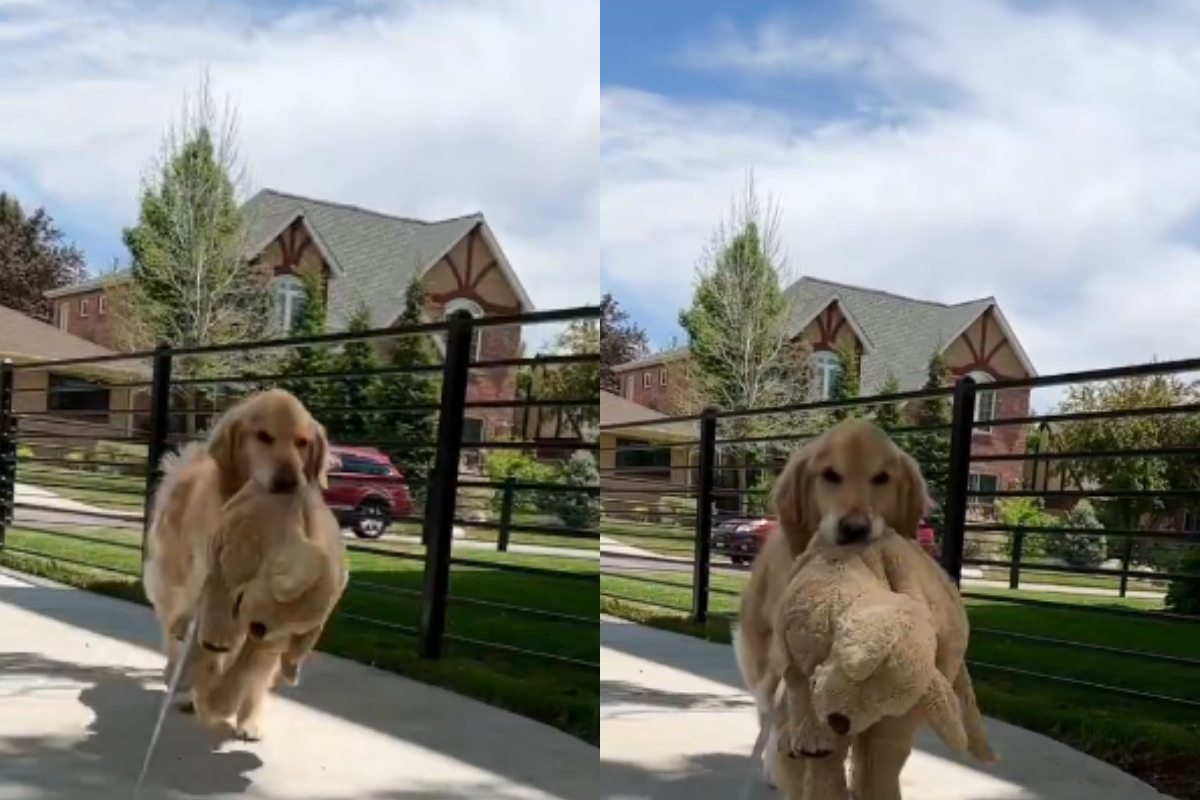 Golden Retriever walking