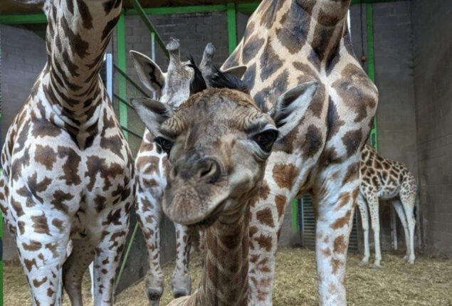 Belfast Zoo births endangered giraffe