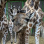 Belfast Zoo births endangered giraffe