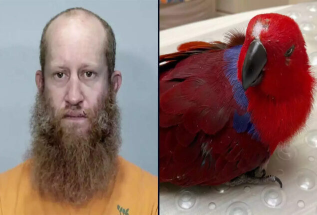 Florida man was arrested for stealing his roommate parrot