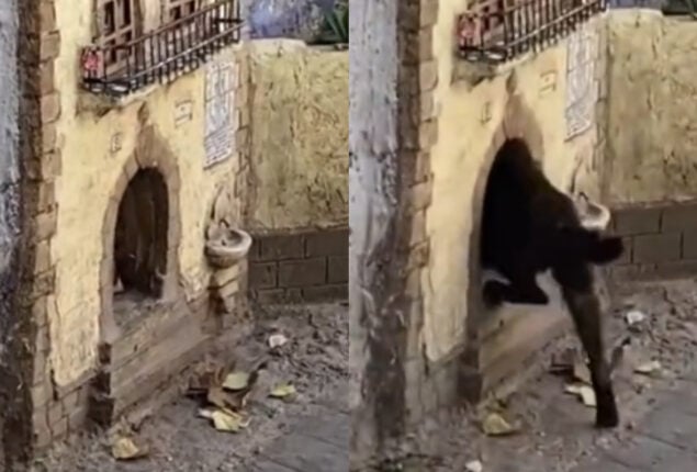 Watch: Video of kitten going into its own house has gone viral