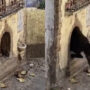 Watch: Video of kitten going into its own house has gone viral