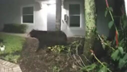 Watch: Bear encounter with woman captured by doorbell camera