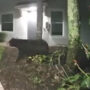 Watch: Bear encounter with woman captured by doorbell camera