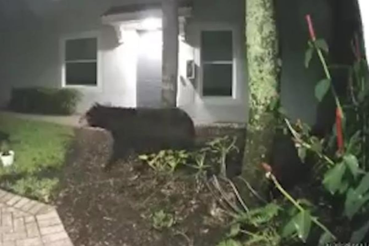 bear