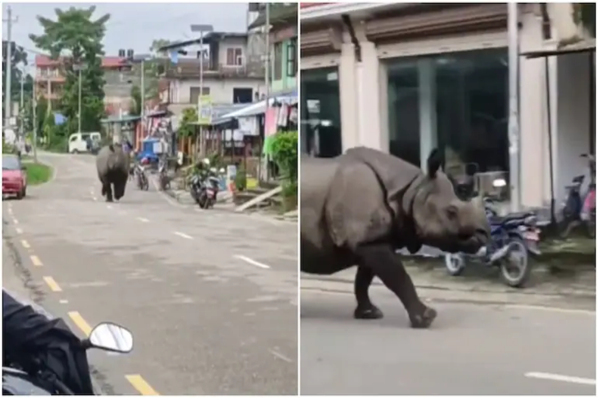 rhino running