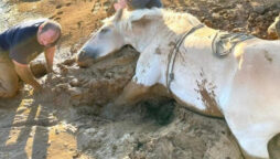 horse stuck mud