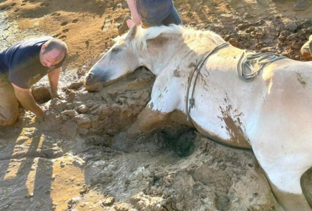 Look: Firefighters rescue horse stuck in Denton County mud