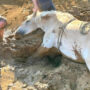 Look: Firefighters rescue horse stuck in Denton County mud