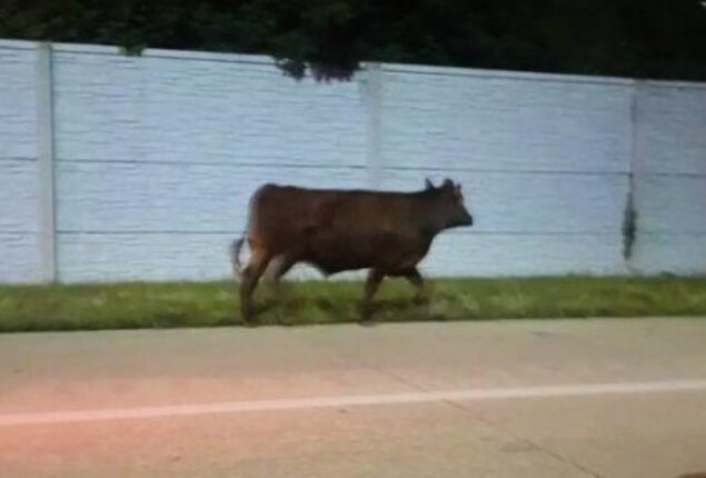 Police catch escape cow after cattle truck flip over on Ohio highway