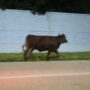 Police catch escape cow after cattle truck flip over on Ohio highway