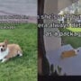 Camera identifies Corgi dogs as a package; Funny videos