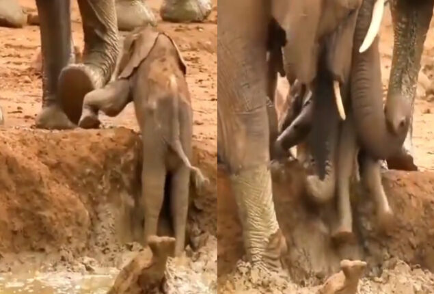 Viral Video: Herdmates lift a baby elephant out of a ditch