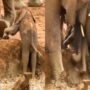 Viral Video: Herdmates lift a baby elephant out of a ditch