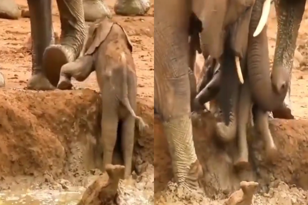 baby elephant