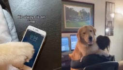 Golden Retriever reduces work stress of human