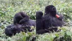 Viral Video: Baby gorilla steals his sleeping brother’s snack