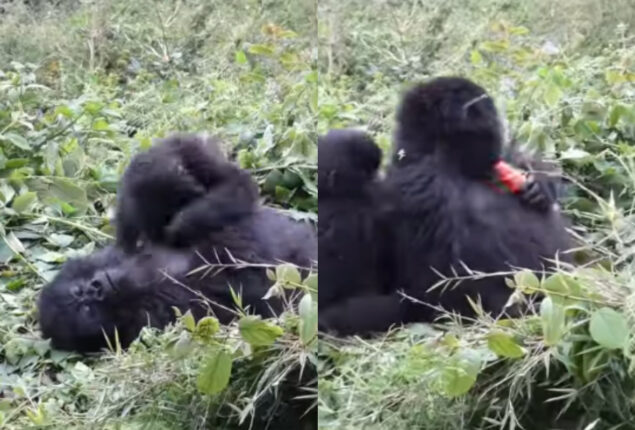 Viral Video: Baby gorilla steals his sleeping brother’s snack