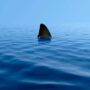 A 10-year-old boy in Florida lost portion leg after shark attack