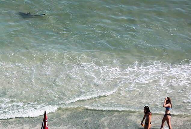 Shark attack in South Carolina Myrtle beach