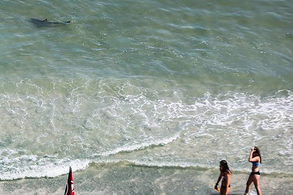 Shark attack