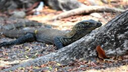 Komodo dragons: Indonesians strike over entry price hike