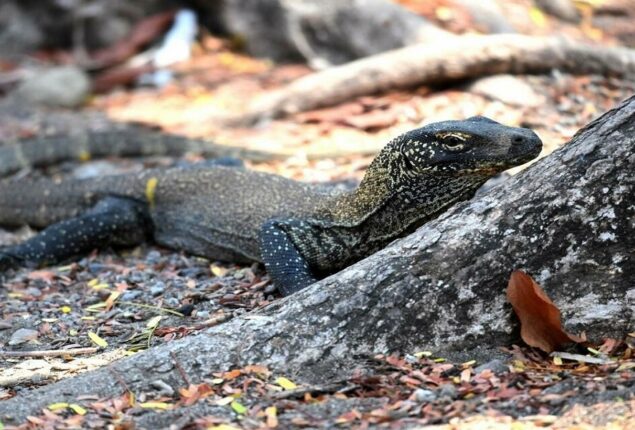 Komodo dragons: Indonesians strike over entry price hike