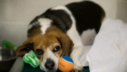 Michigan officials looking into mysterious canine parvovirus-like illness after 20+ dogs die