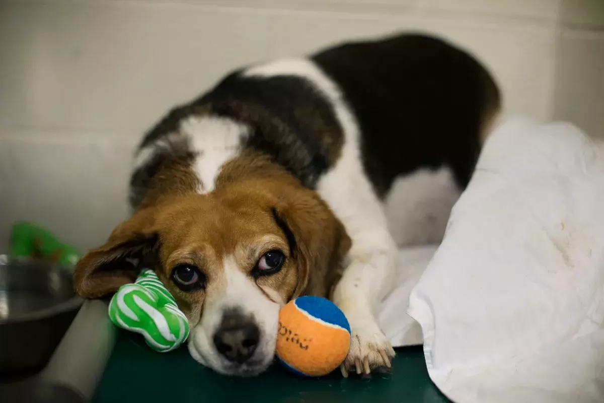 parvovirus