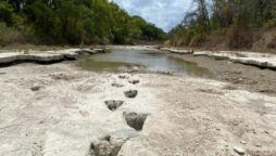 Dinosaur traces found