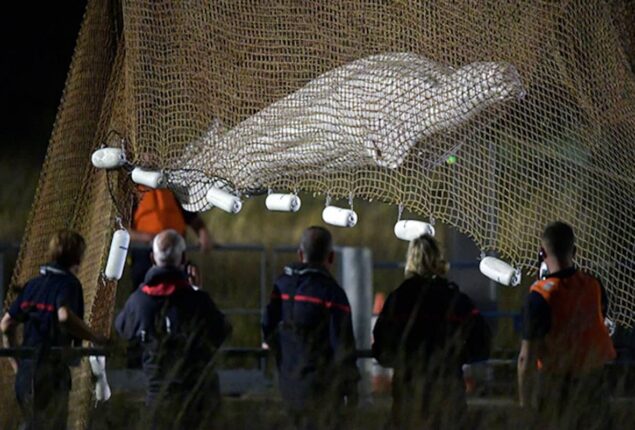 Rescue mission begins to save beluga whale of River Seine
