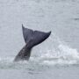 France to rescue beluga whale stranded in River Seine