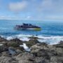New Zealand: Five people were killed after a boat may have hit a whale