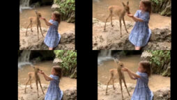 Watch: young girl feeding baby deer has gone viral