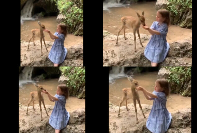 Watch: young girl feeding baby deer has gone viral