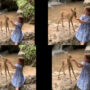 Watch: young girl feeding baby deer has gone viral
