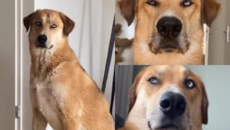 Dog that responds to every situation with “eye roll” has gone viral