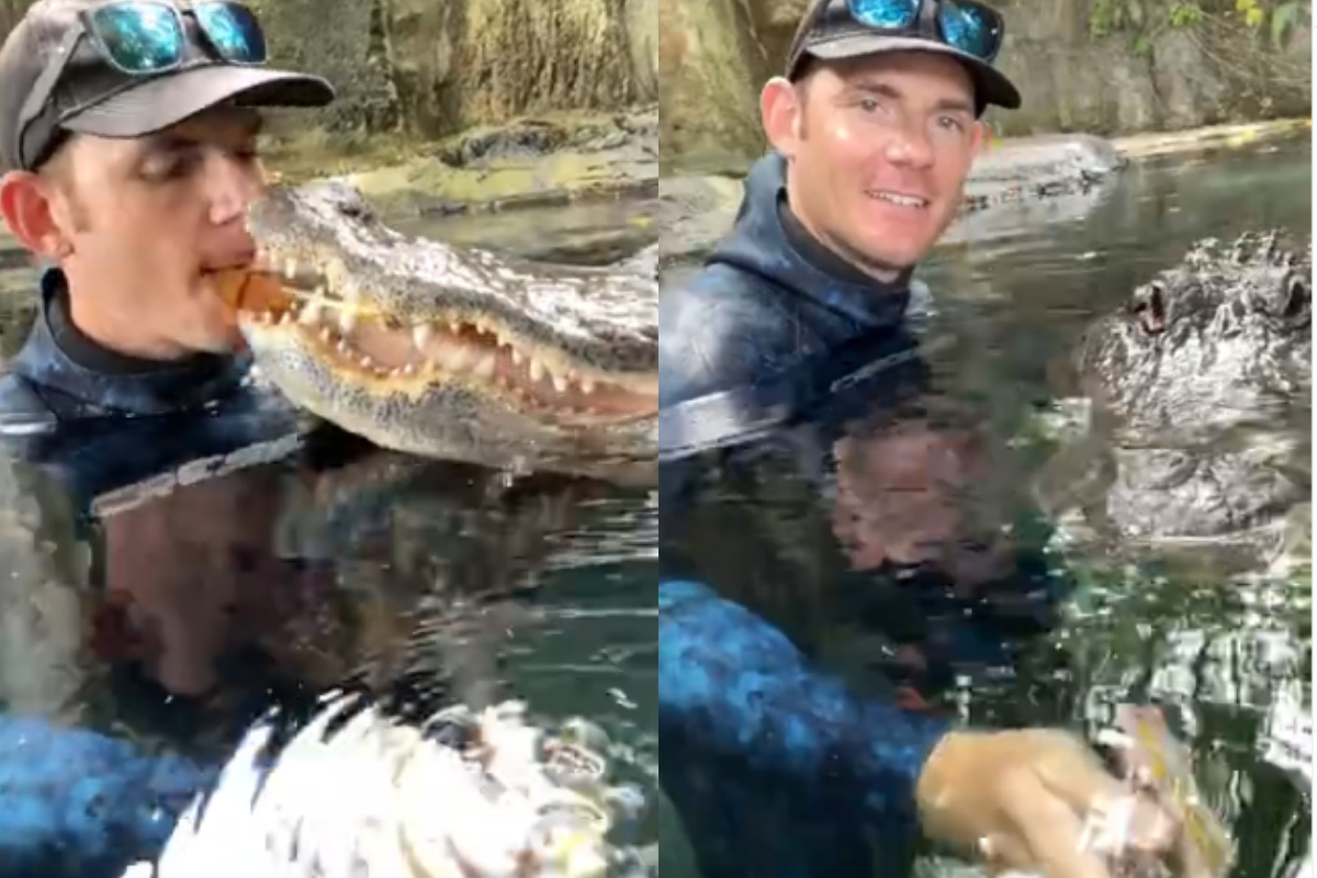 Alligator