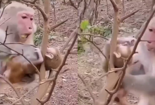 Mama monkey saves her baby from tangled branches